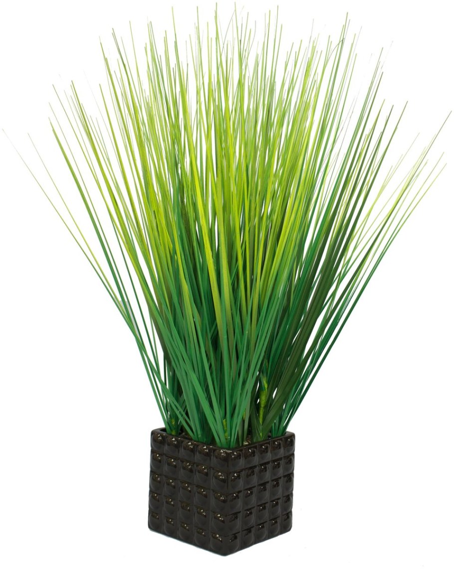 Осока Морроу Irish Green