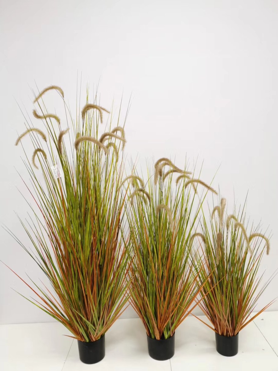 Осока Морроу