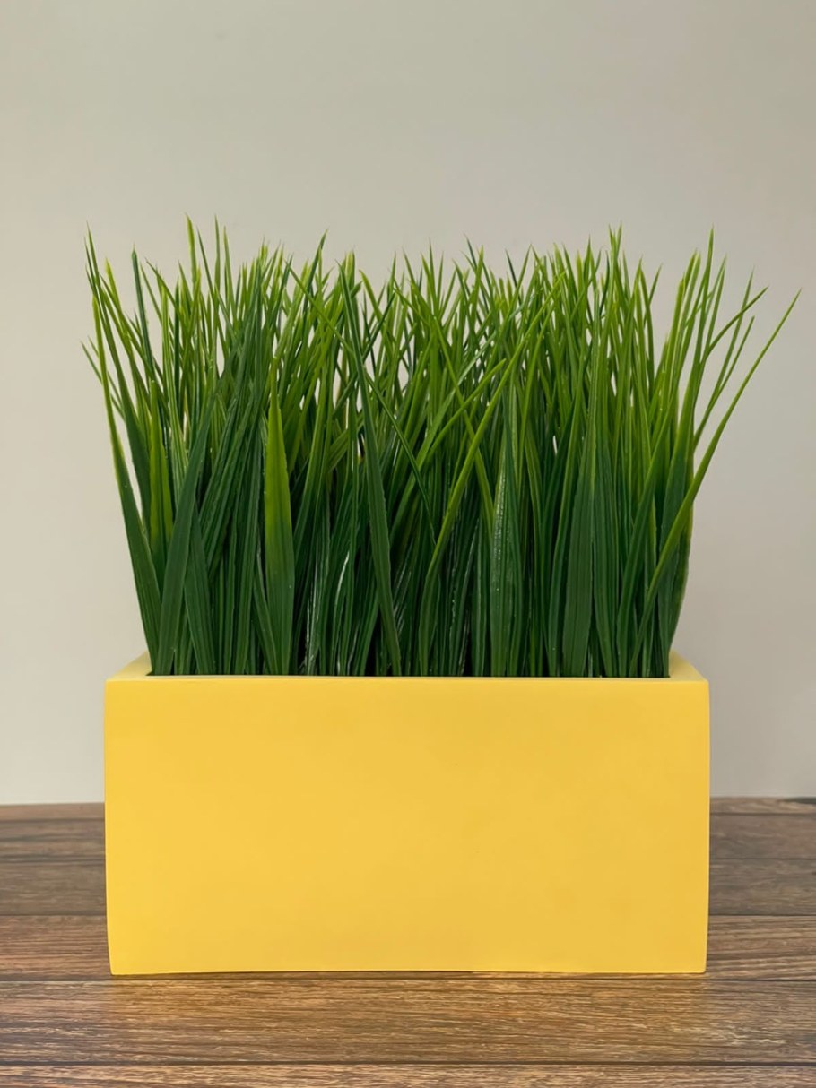 Декоративная трава в горшке