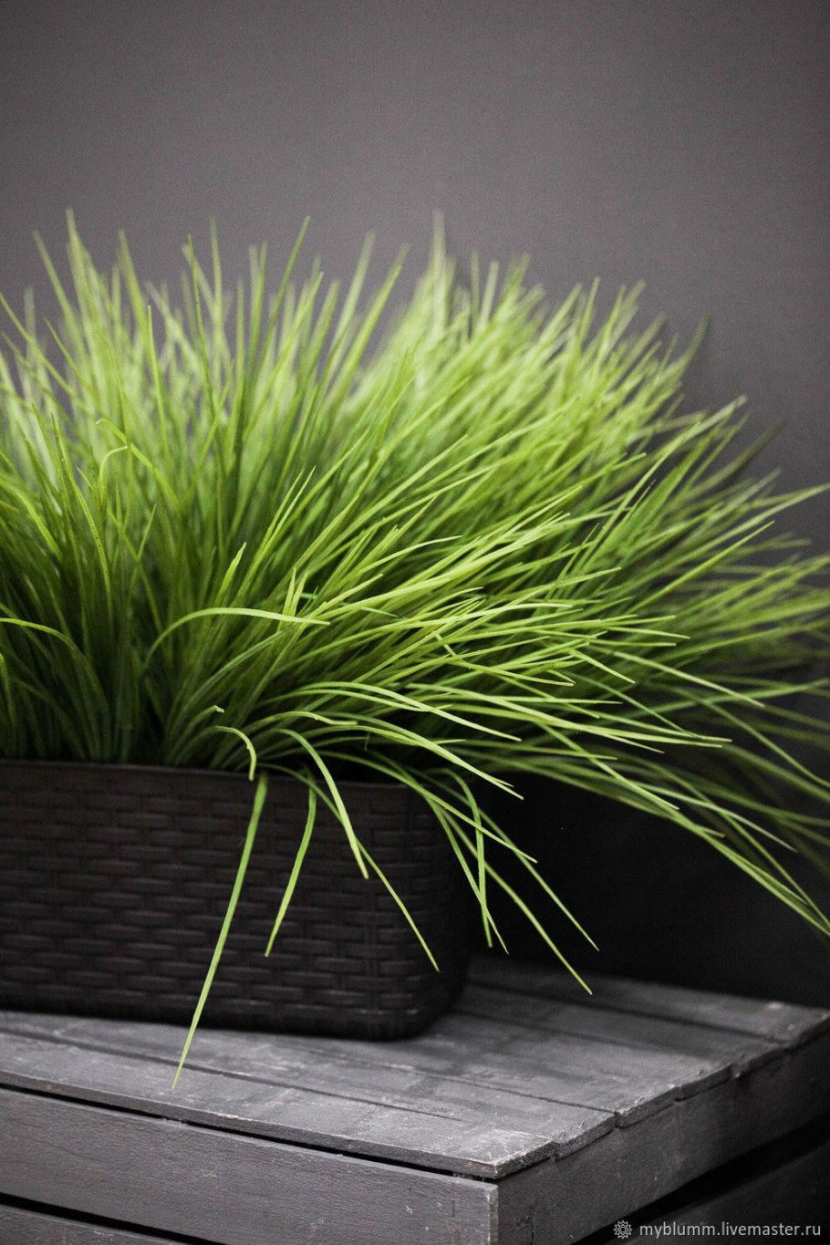 Осока трава Живая