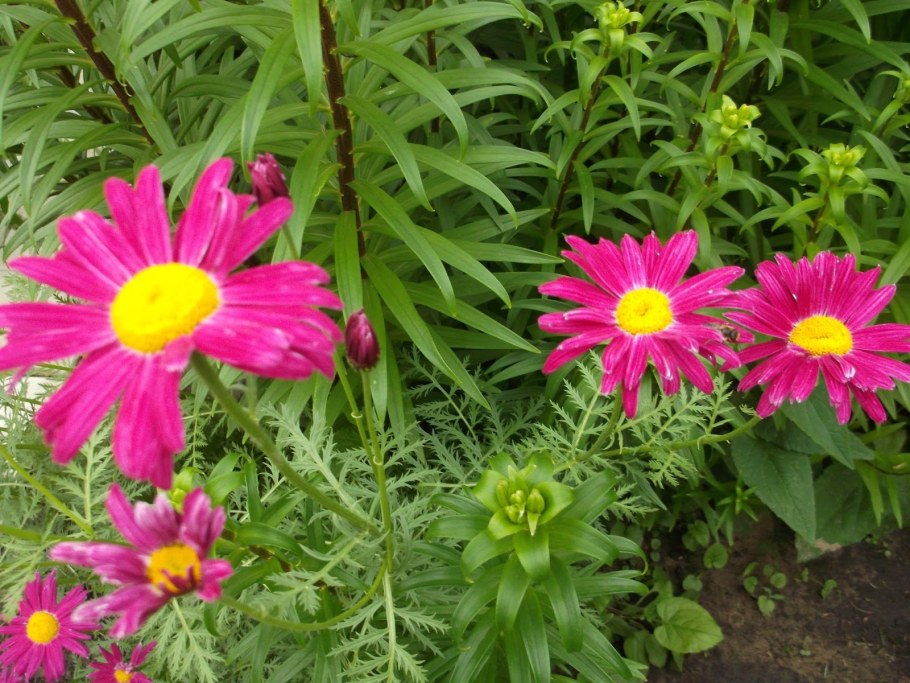 Пиретрум Персидская Ромашка