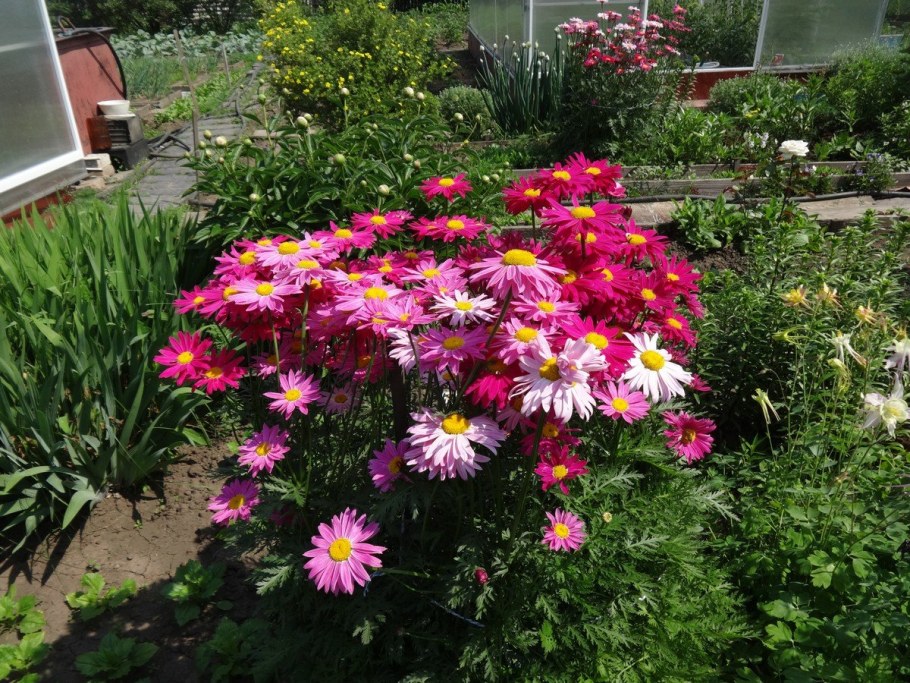 Пиретрум Персидская Ромашка