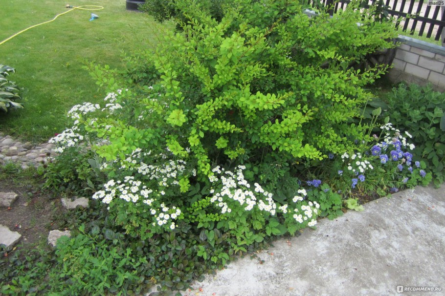 Пиретрум девичий в ландшафте