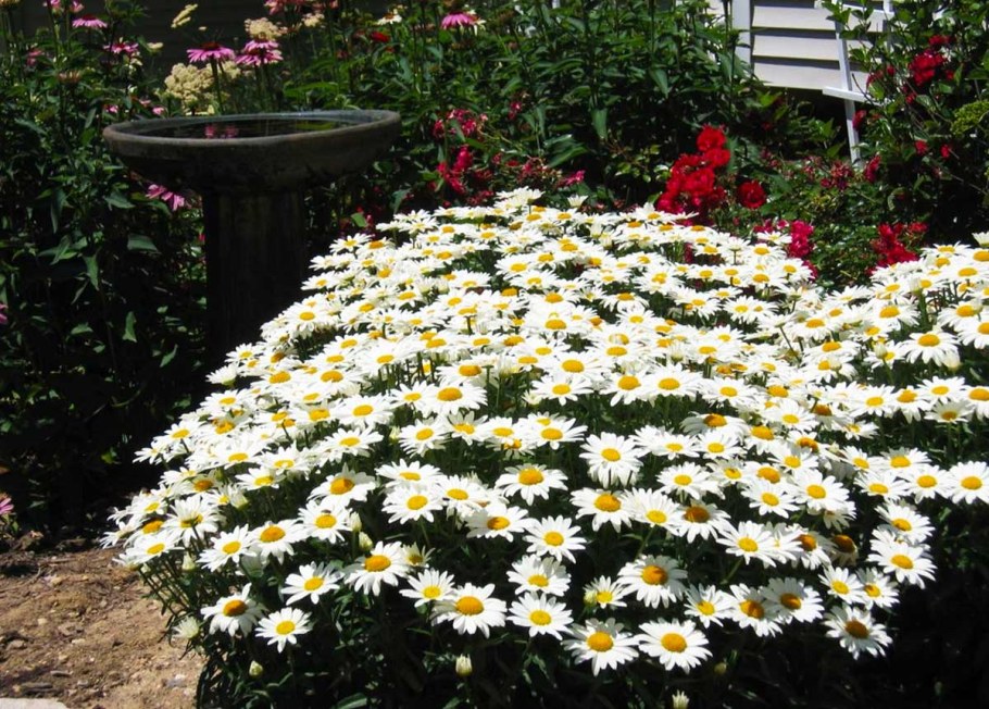 Нивяник Аляска