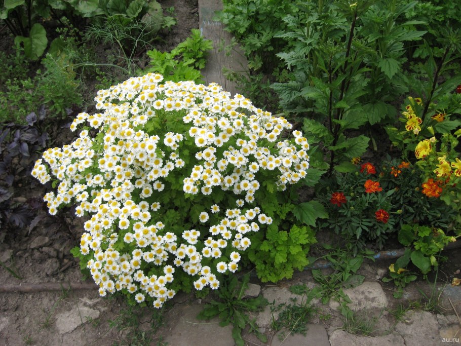 Матрикария пиретрум девичий