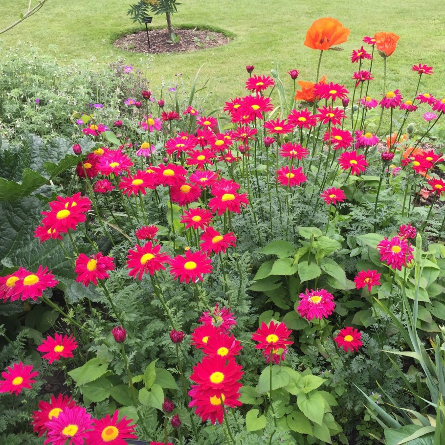 Пиретрум многолетний Робинсон