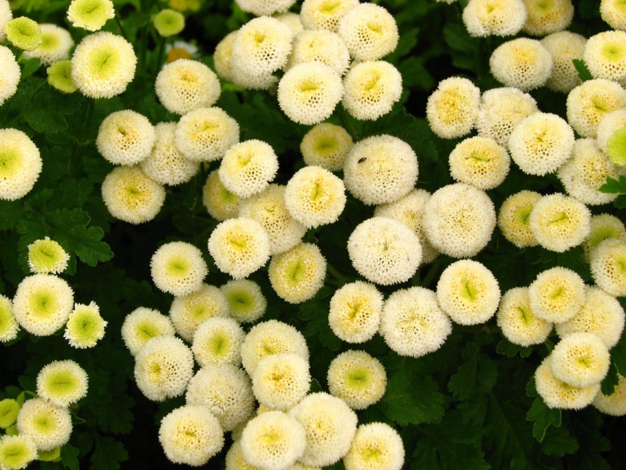 Пиретрум девичий (Tanacetum parthenium)
