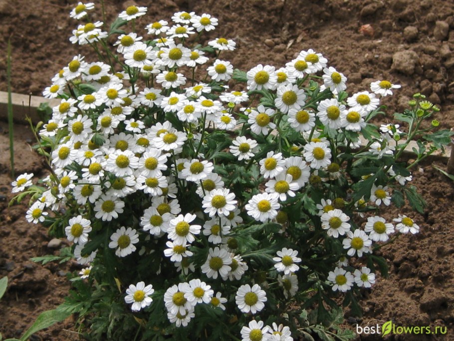 Пиретрум Дуро