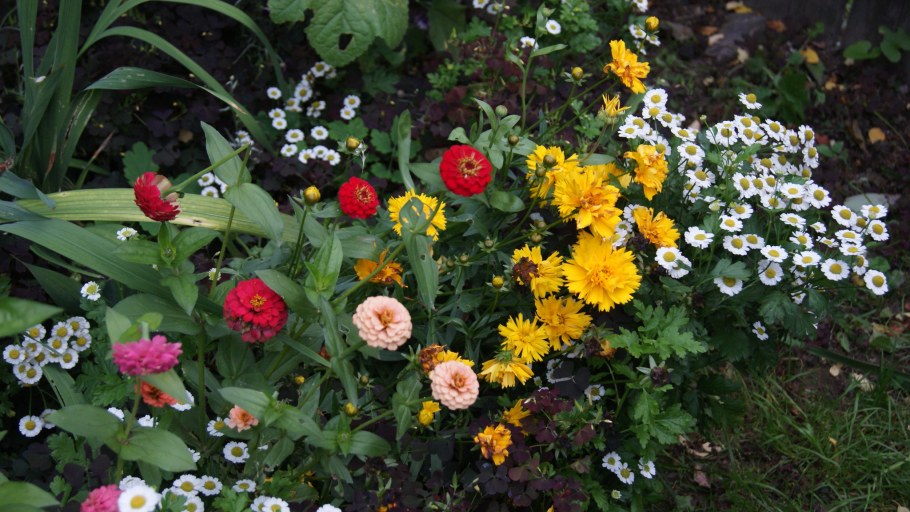 Матрикария пиретрум