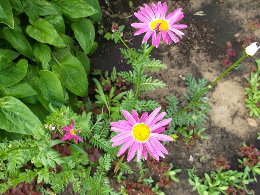 Пиретрум розовый