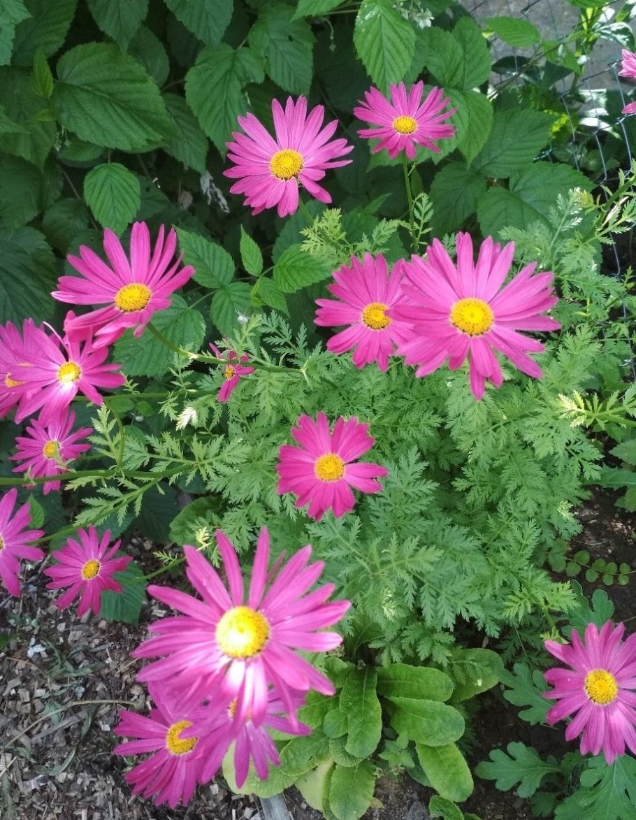 Пиретрум Робинсон ред