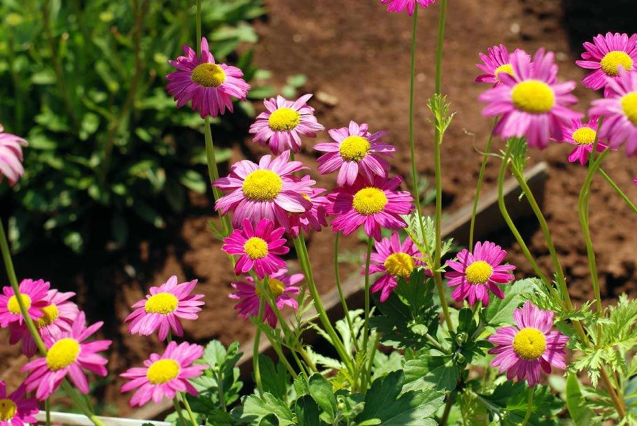 Пиретрум Ромашка далматская