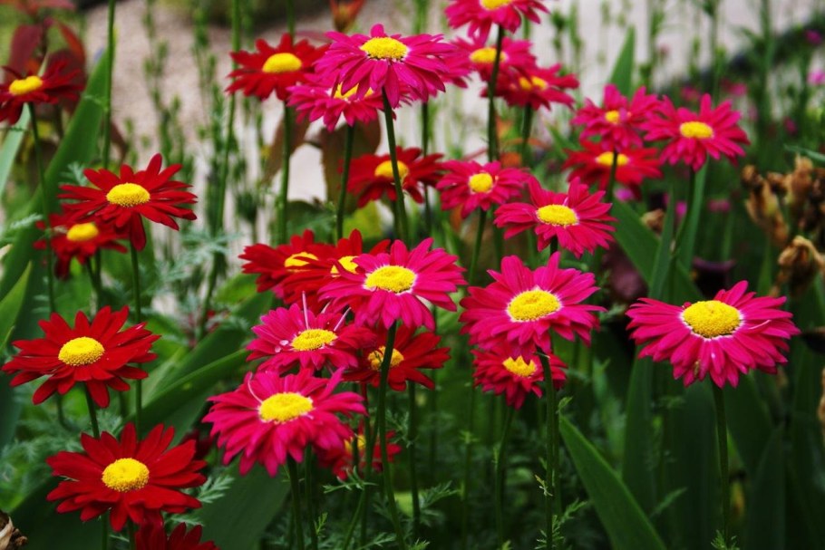 Пиретрум Дуро