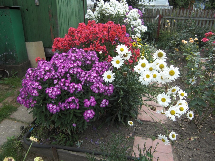 Пиретрум и Флоксы