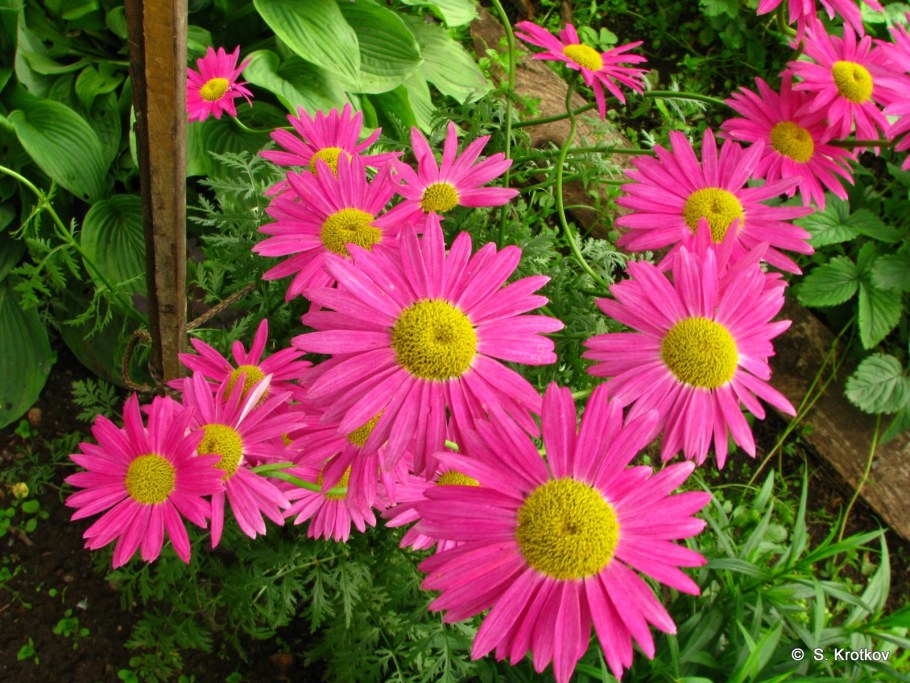 Цветы пиретрум Робинсон