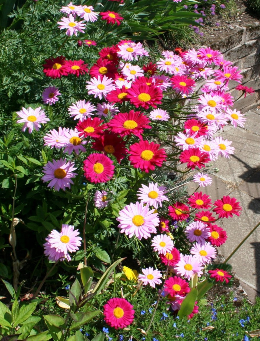 Пиретрум Парадиз