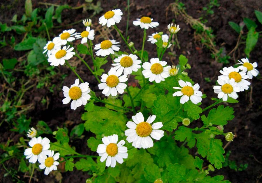 Матрикария пиретрум