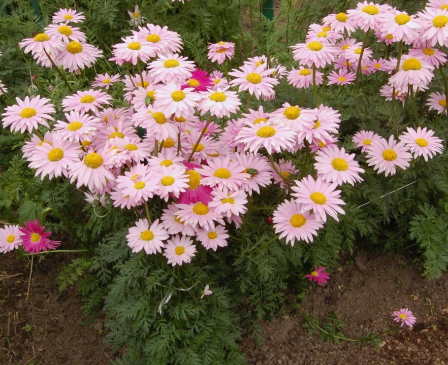 Персидская Ромашка пиретрум Робинсон