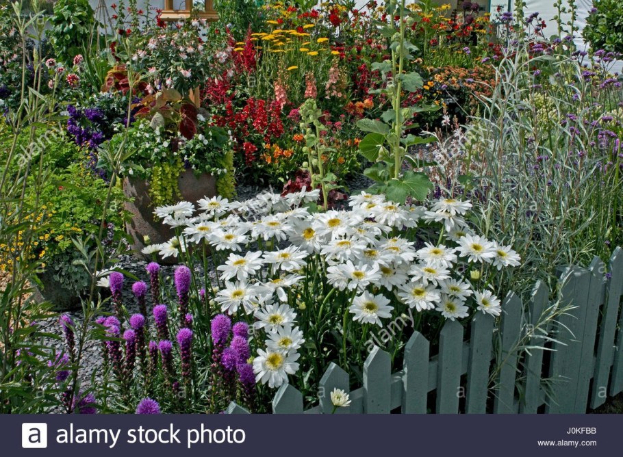 Миксбордер рудбекия Флокс эхинацея