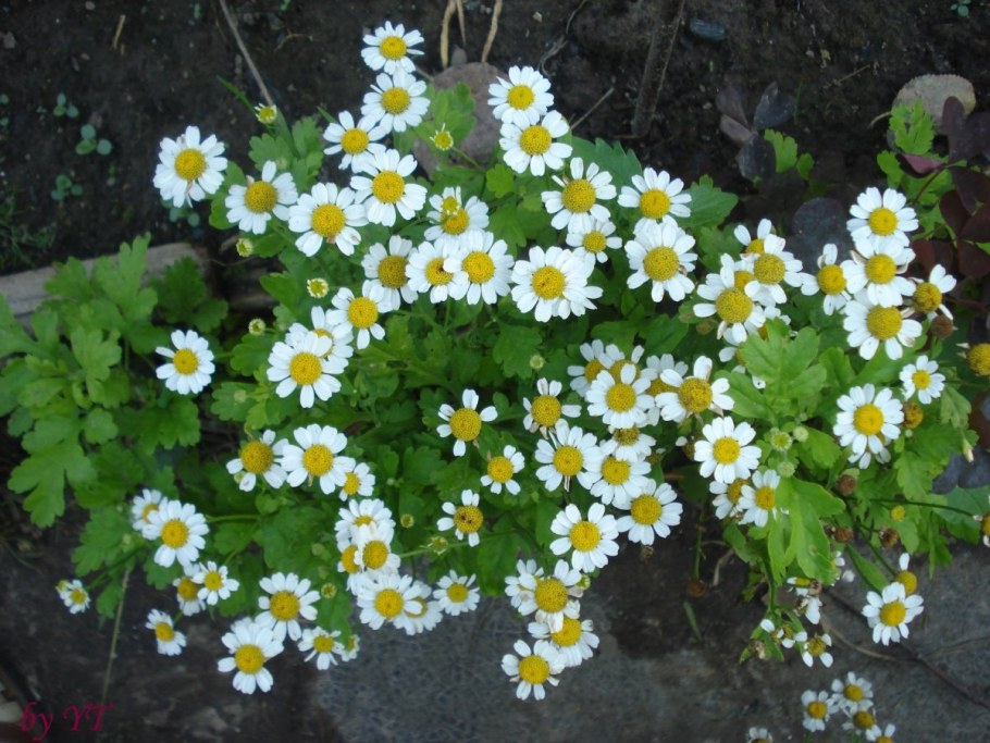 Пиретрум девичий Голден Мосс