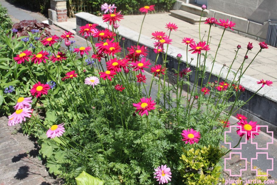 Пиретрум розовый Робинсон ред