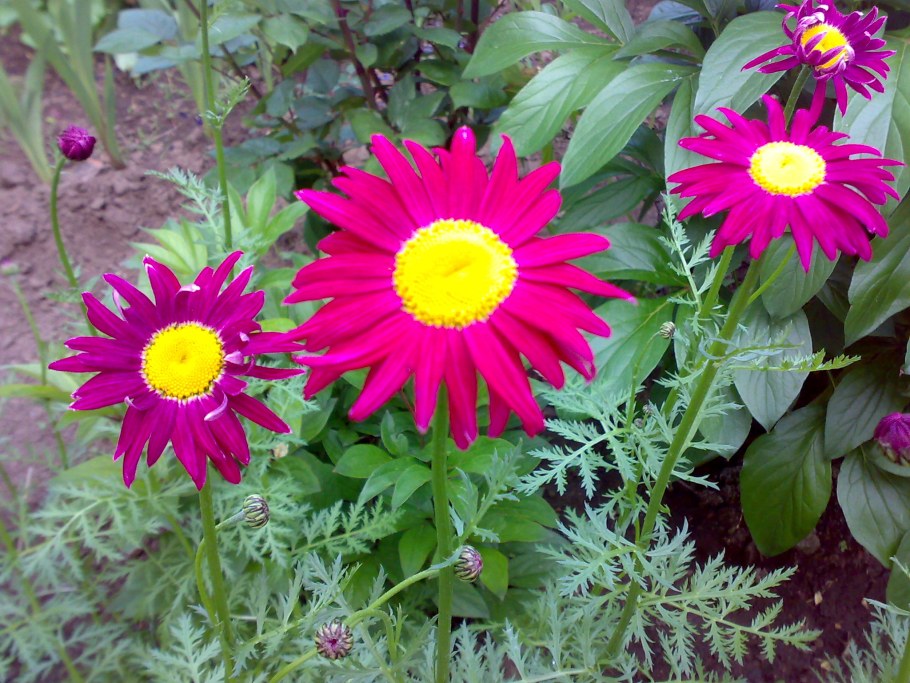 Космея пиретрум