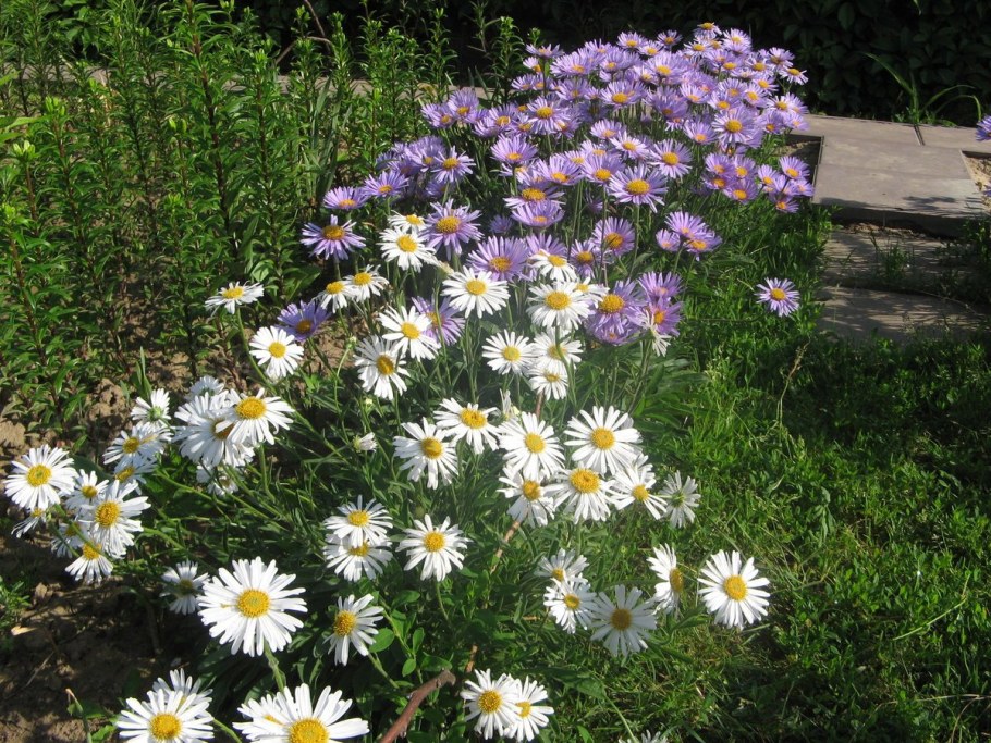 Нивяник и Василек