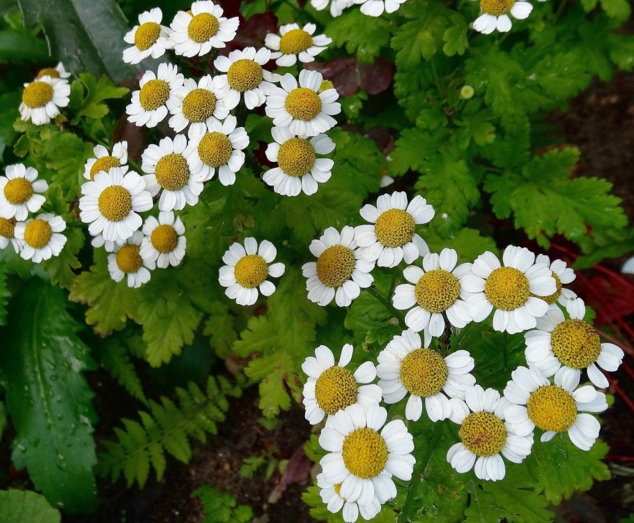 Пиретрум девичий алая звезда