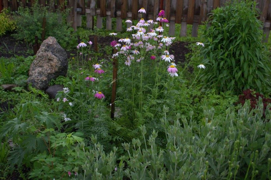 Пиретрум в цветнике