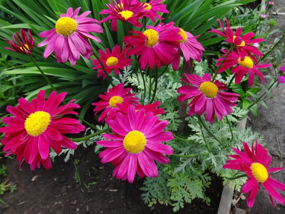 Пиретрум розовый Робинсон