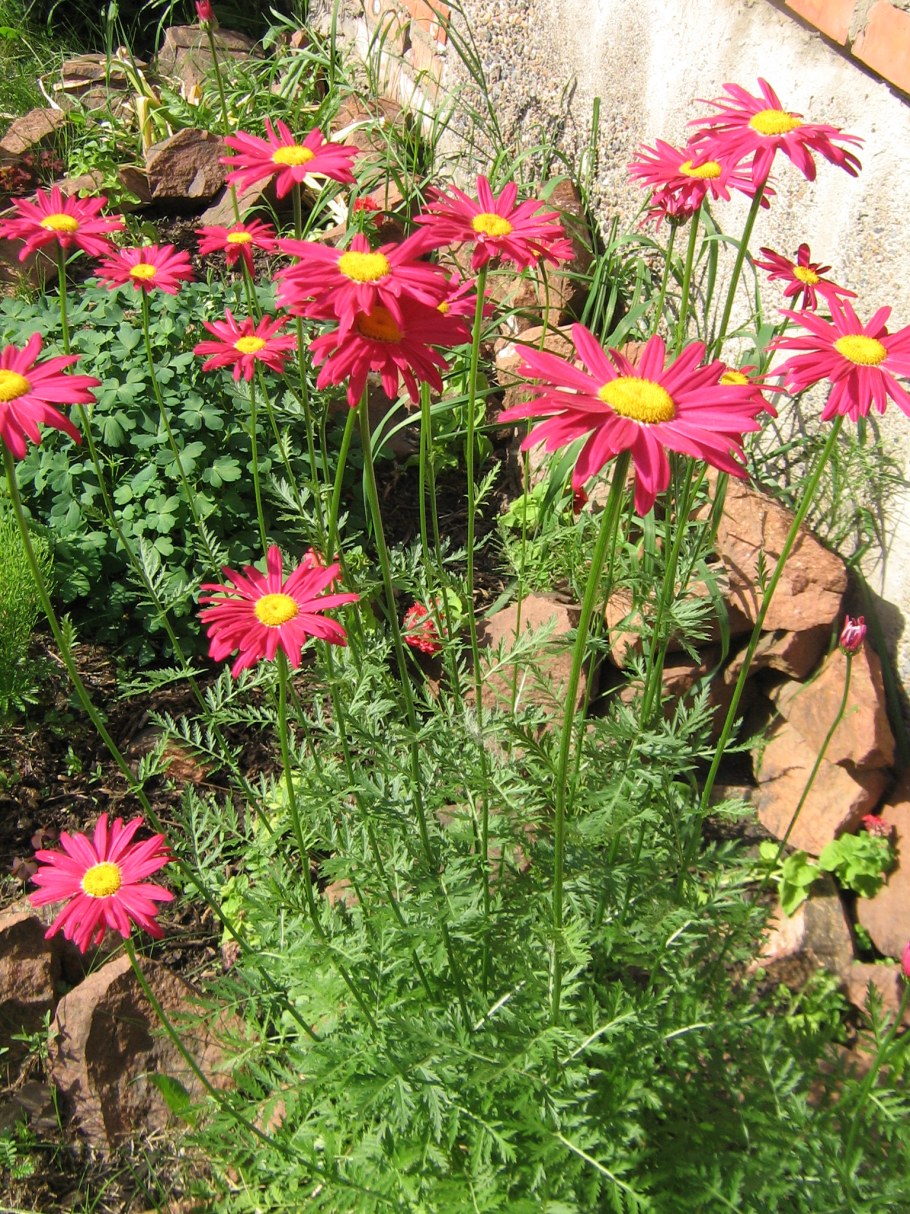 Пиретрум Ромашка далматская