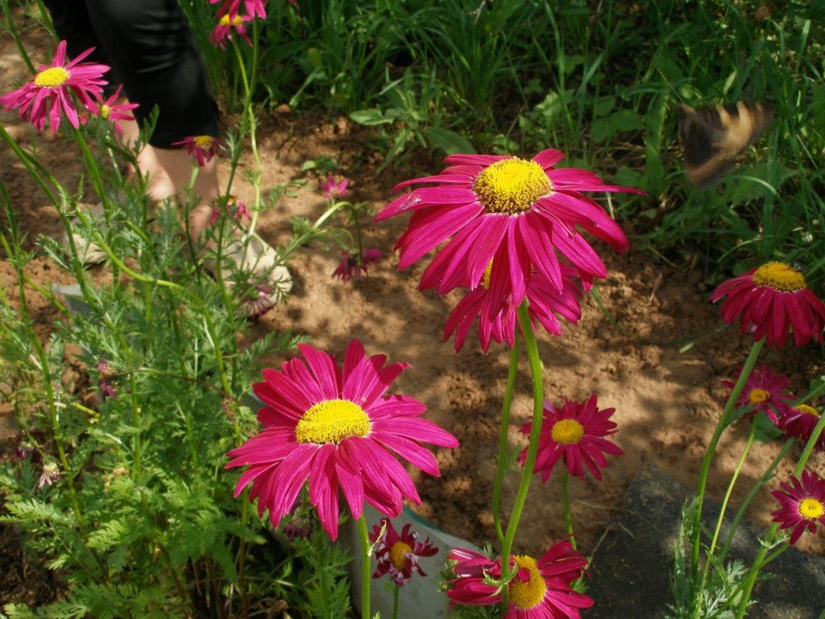 Пиретрум Дуро