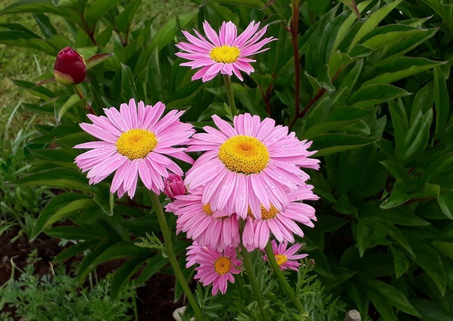 Пиретрум Робинсон