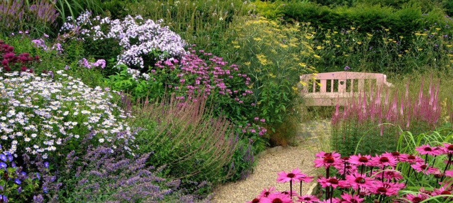 Остеоспермум в ландшафте