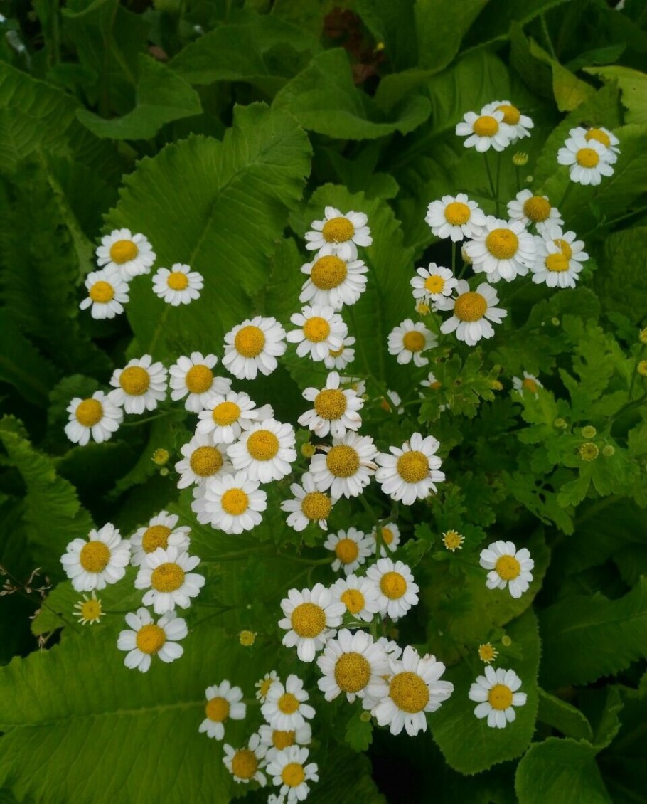 Танацетум пиретрум