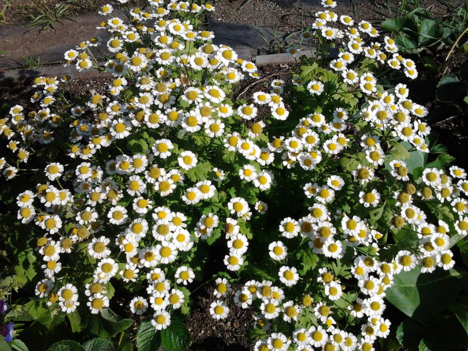 Матрикария пиретрум девичий