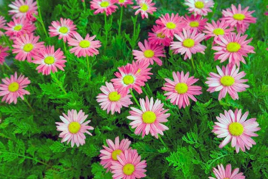 Пиретрум Персидская Ромашка