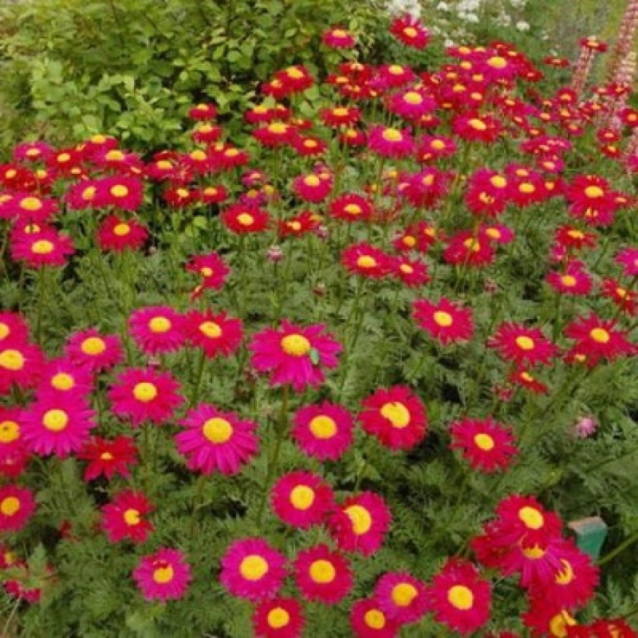 Пиретрум Робинсон