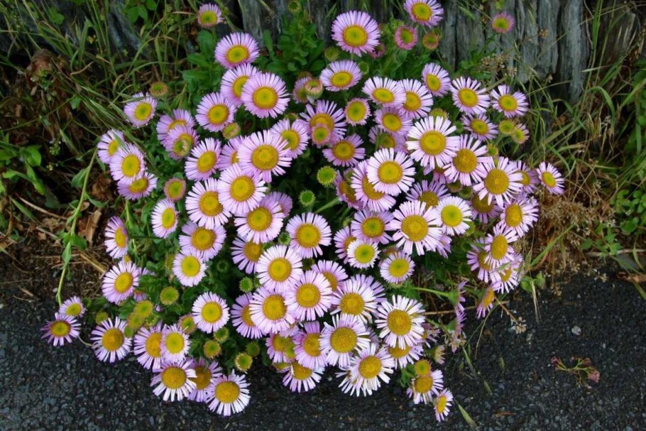 Мелколепестник многолетний эригерон