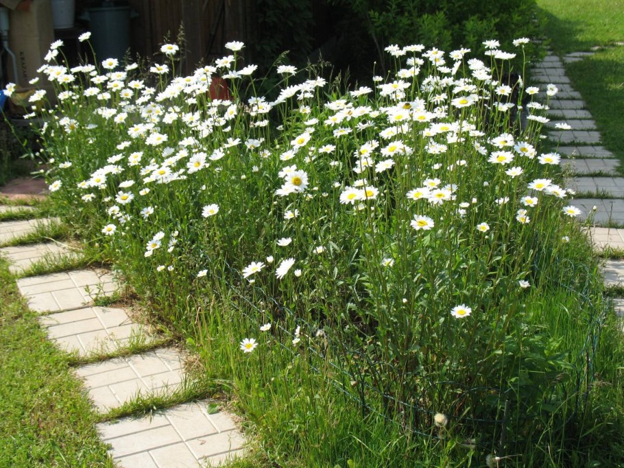 Пиретрум Садовая Ромашка