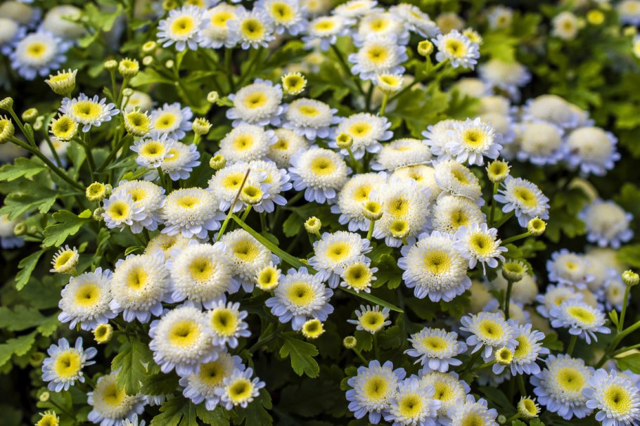 Ромашка Девичья пиретрум