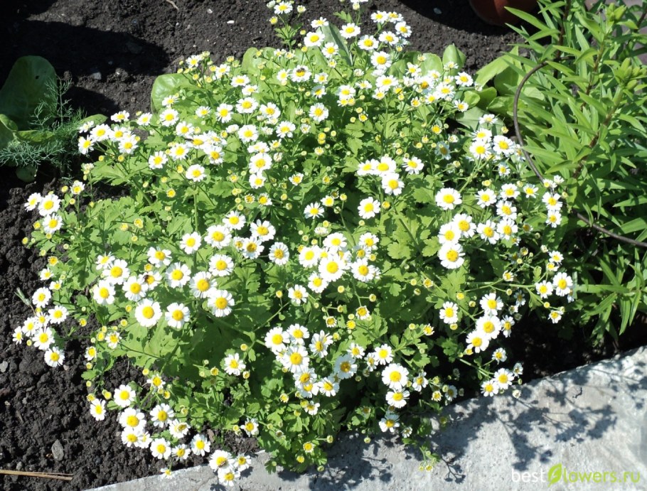 Пиретрум голубой