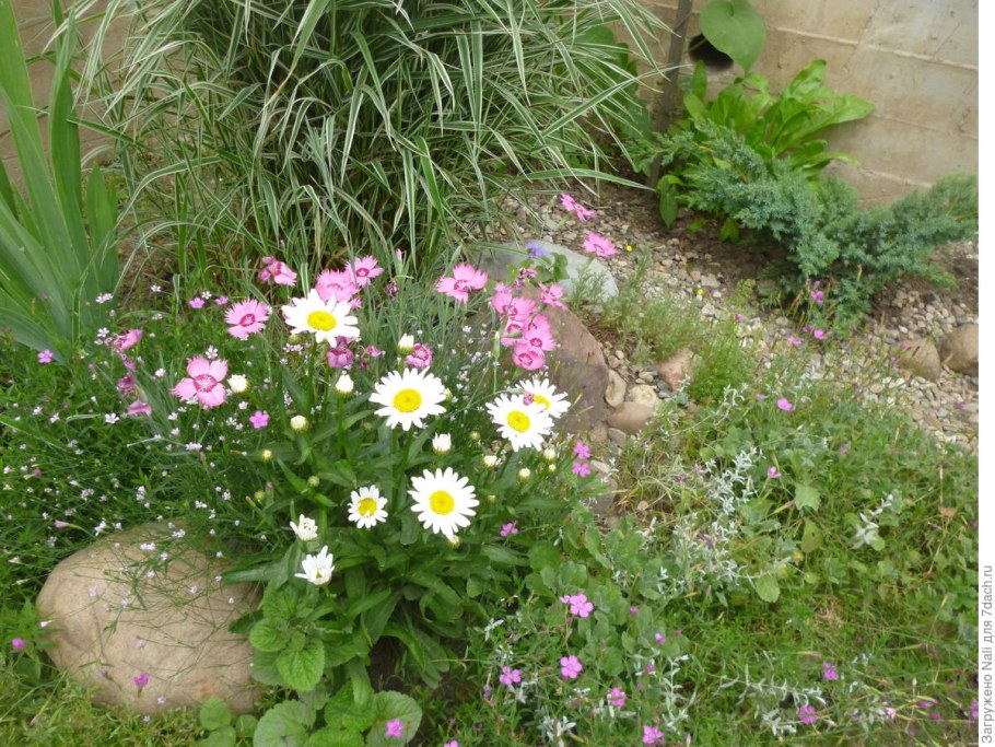 Пиретрум девичий в композиции