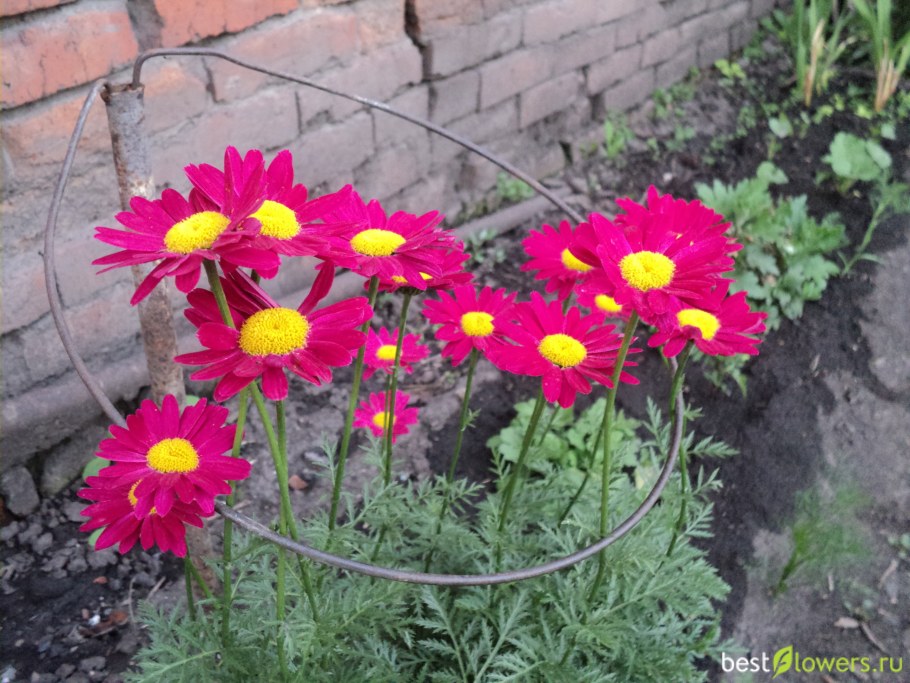 Пиретрум Робинсон