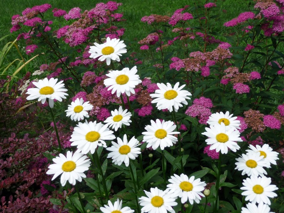 Пиретрум на клумбе