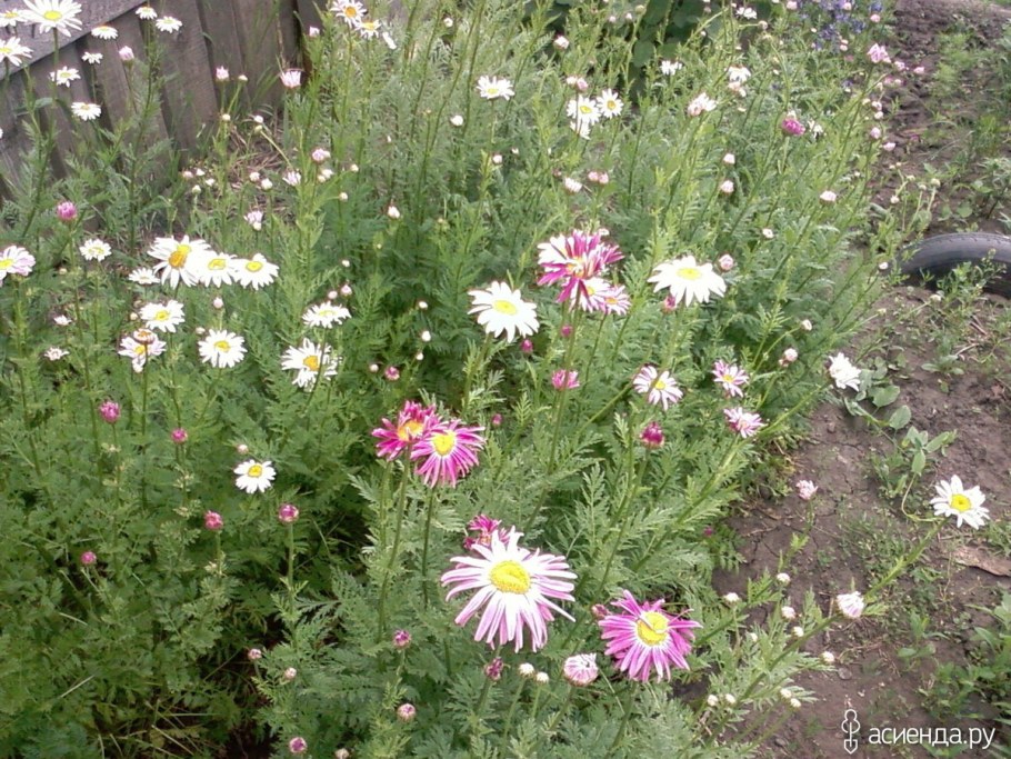 Пиретрум Brenda