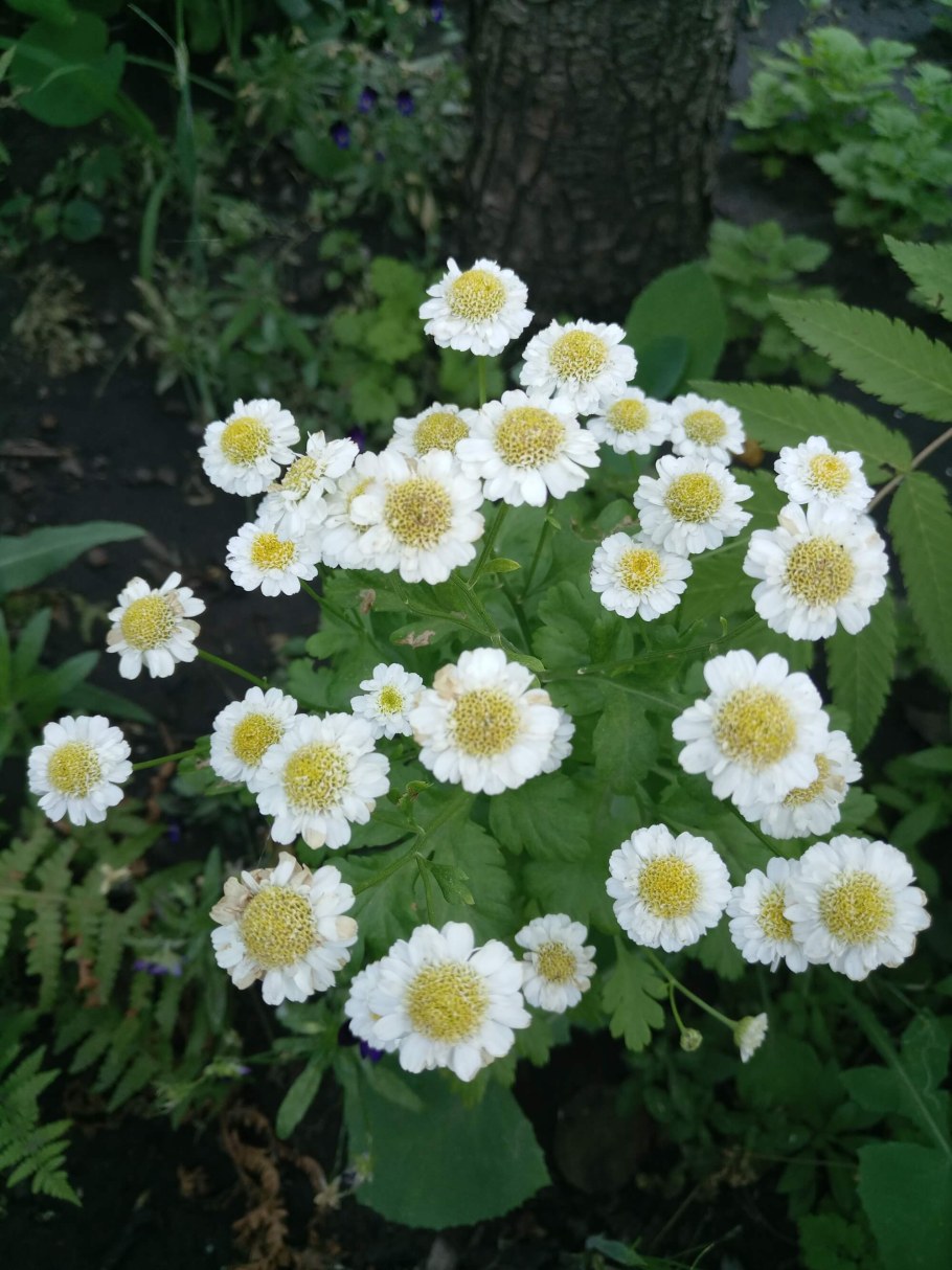 Матрикария цветок