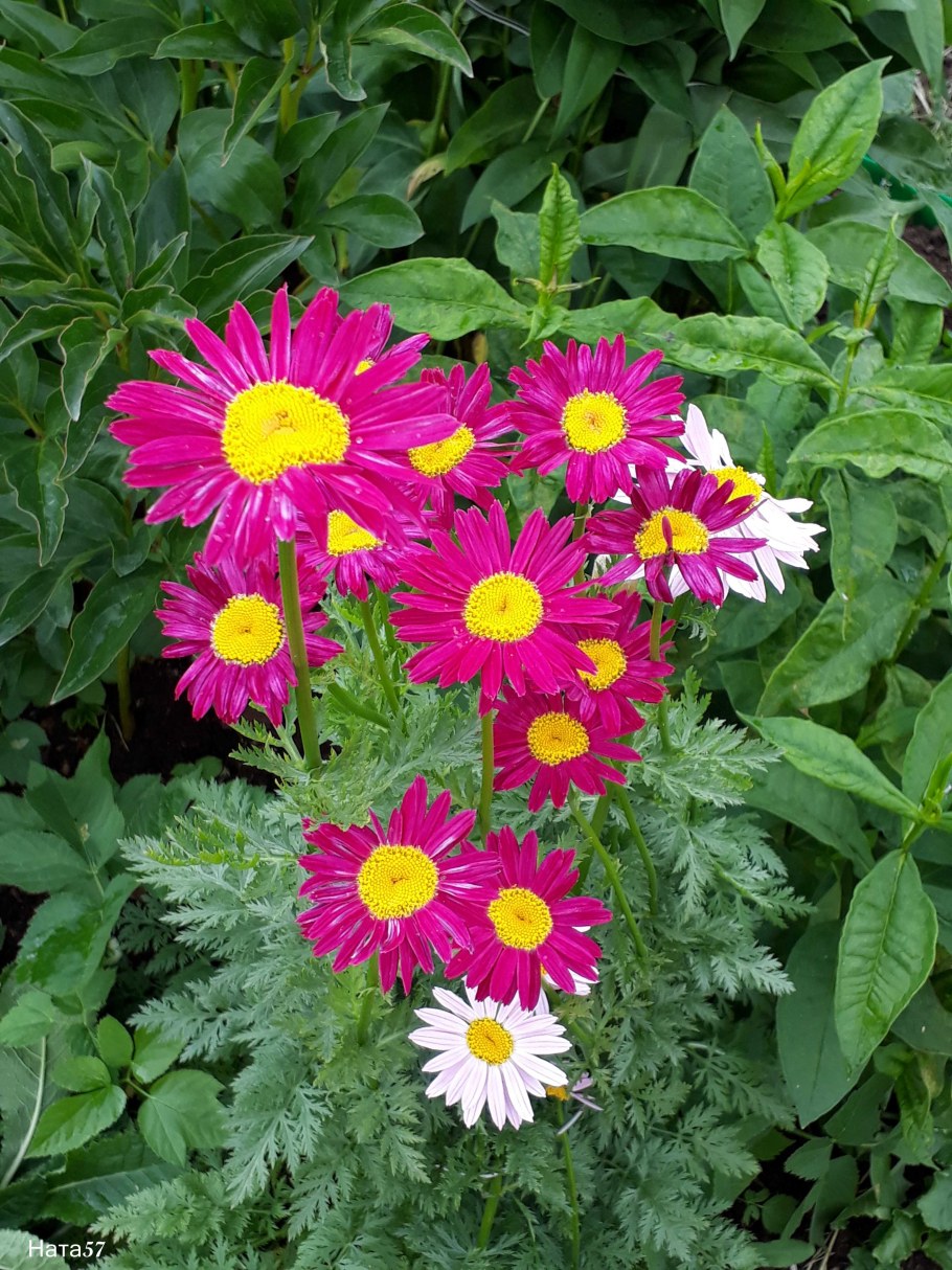 Пиретрум Робинсон