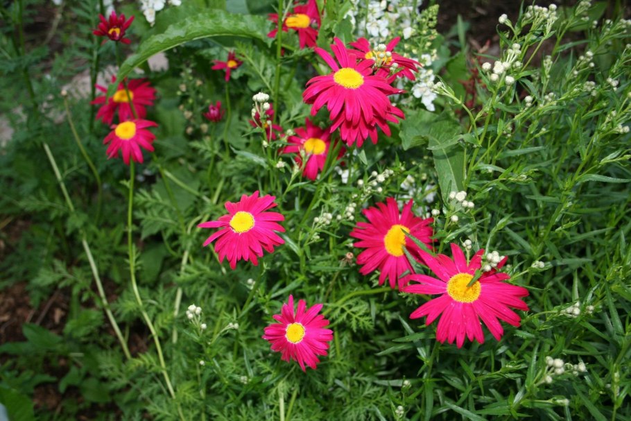 Матрикария пиретрум