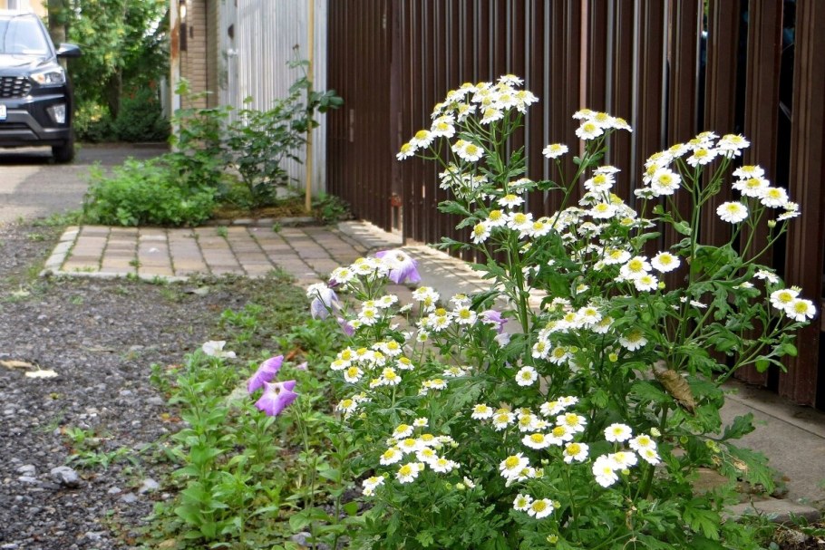 Пиретрум девичий Карлос цветы